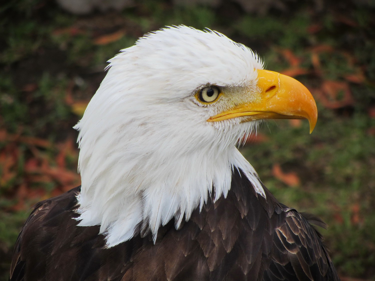 White-headed Eagle in the Parque el Condor